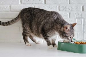 Comprendre les besoins nutritionnels spécifiques des chats âgés